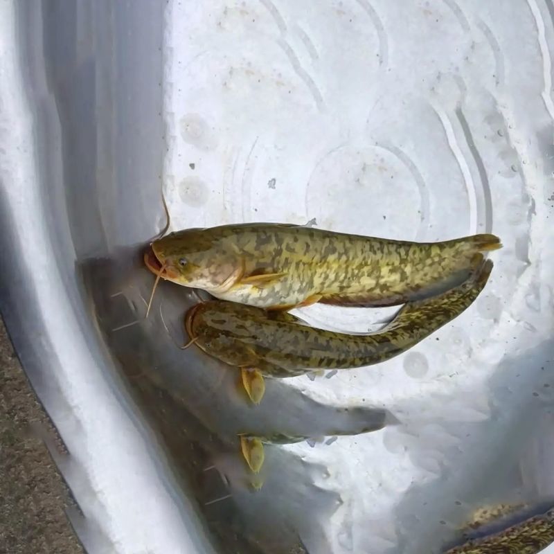 正宗南方大口鲶鱼苗南方鲶淡水养殖食用肉食鲶鱼苗土鲶鱼二须