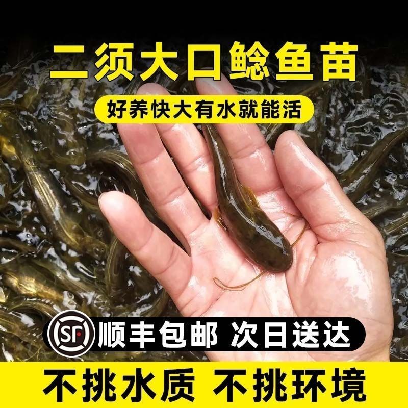正宗南方大口鲶鱼苗南方鲶淡水养殖食用肉食鲶鱼苗土鲶鱼二须