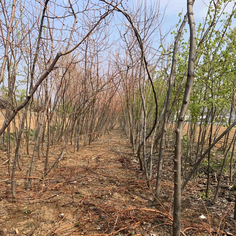 欧洲小叶椴冬红椴3-5公分粗，量大优惠