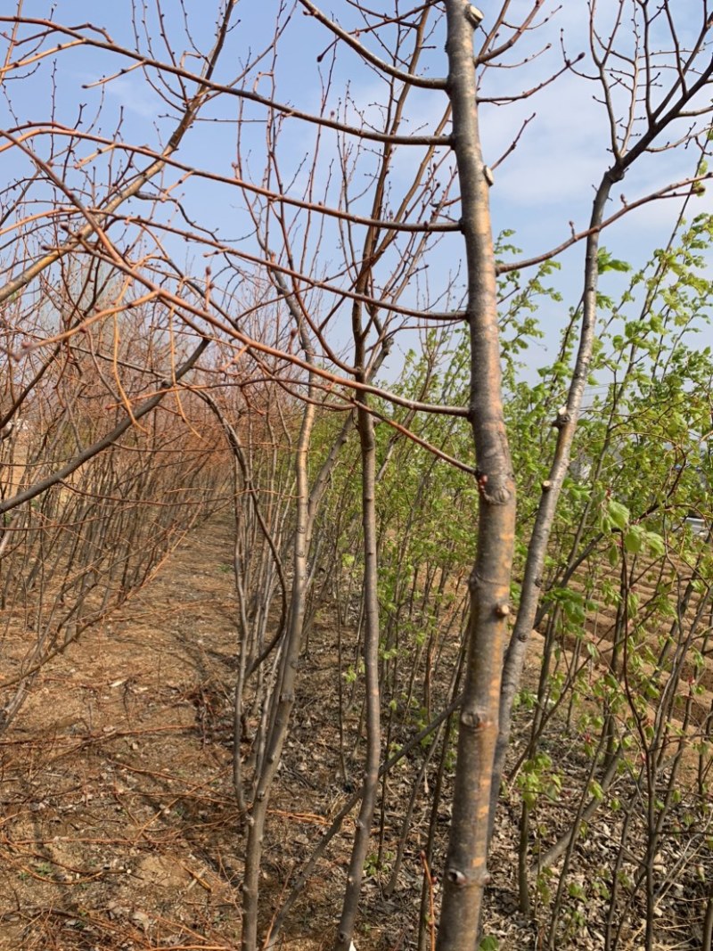 欧洲小叶椴冬红椴3-5公分粗，量大优惠