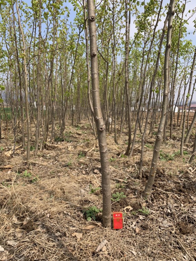2到6公分粗，椴树，紫椴树，6年树，清地便宜处理
