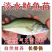 优质鲈鱼苗淡水养殖加州鲈鱼七星鲈鱼花鲈鱼路亚鱼大鲈鱼活体