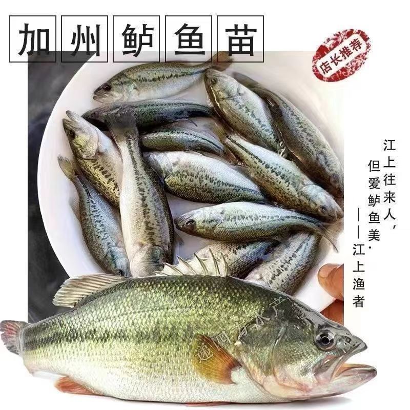 优质鲈鱼苗淡水养殖加州鲈鱼七星鲈鱼花鲈鱼路亚鱼大鲈鱼活体