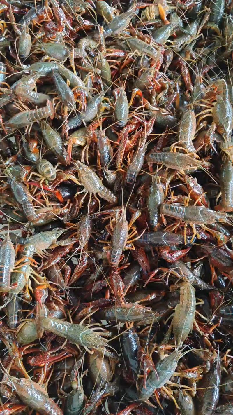 潜江小龙虾，鲜活。全国发货。地板干净无淤泥，硬规格