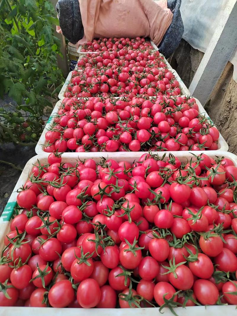 【好货推荐】山东精品圣女果小番茄大量上市中，全国供货欢迎来电