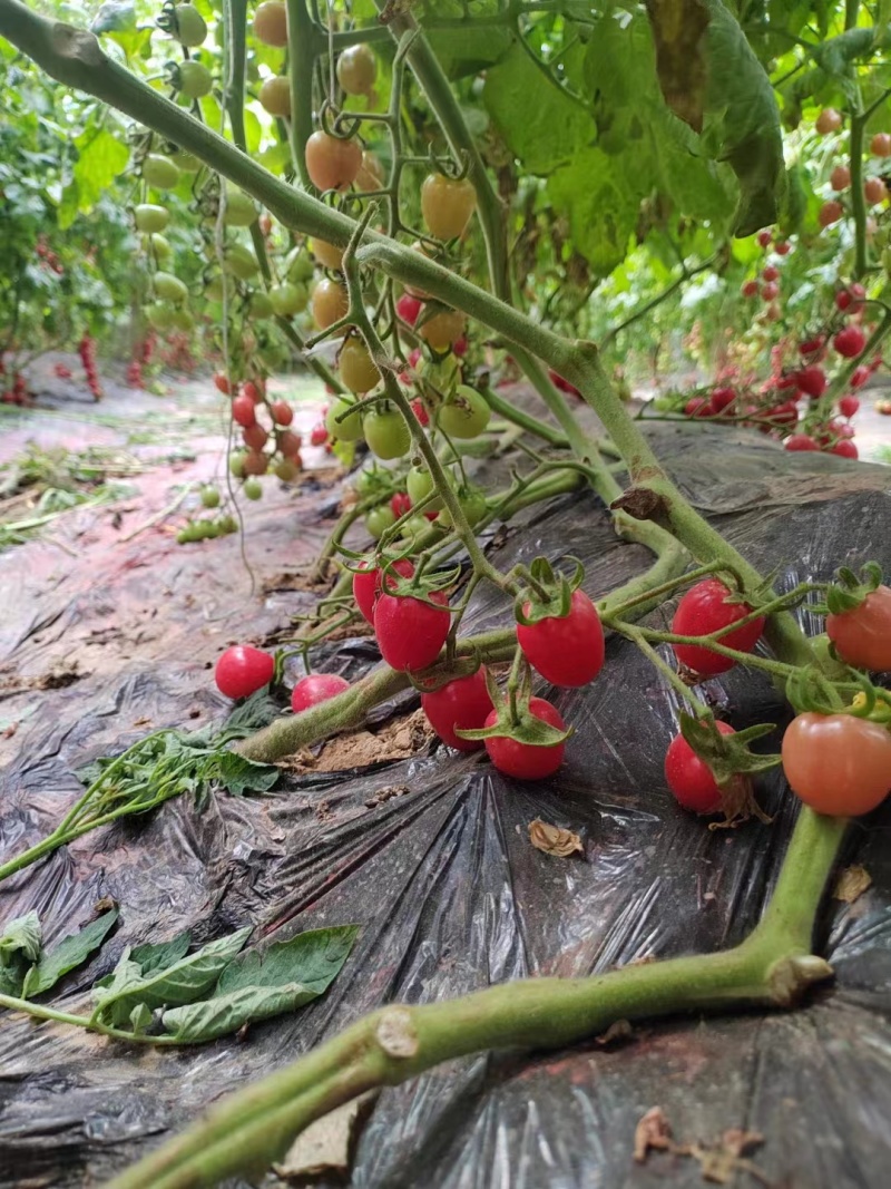 【好货推荐】山东精品圣女果小番茄大量上市中，全国供货欢迎来电