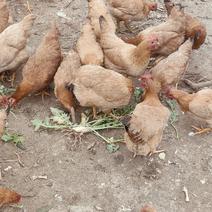 皖南黄土鸡自家养殖常年供应欢迎有需要的老板咨询