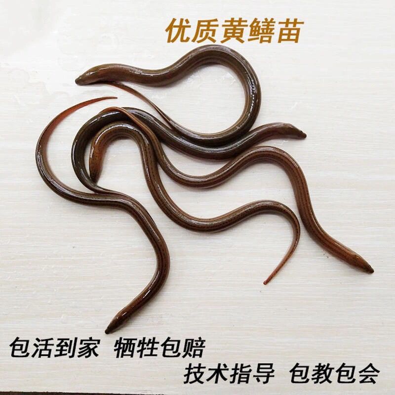鳝鱼苗产地直销黄鳝苗养殖盘龙鳝鱼小黄鳝鲜活小苗新鲜鳝鱼活