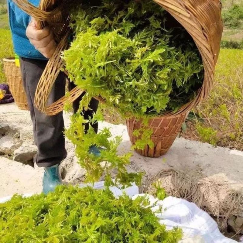 莓茶张家界特级野生龙须藤茶永顺芽尖霉茶清明茶