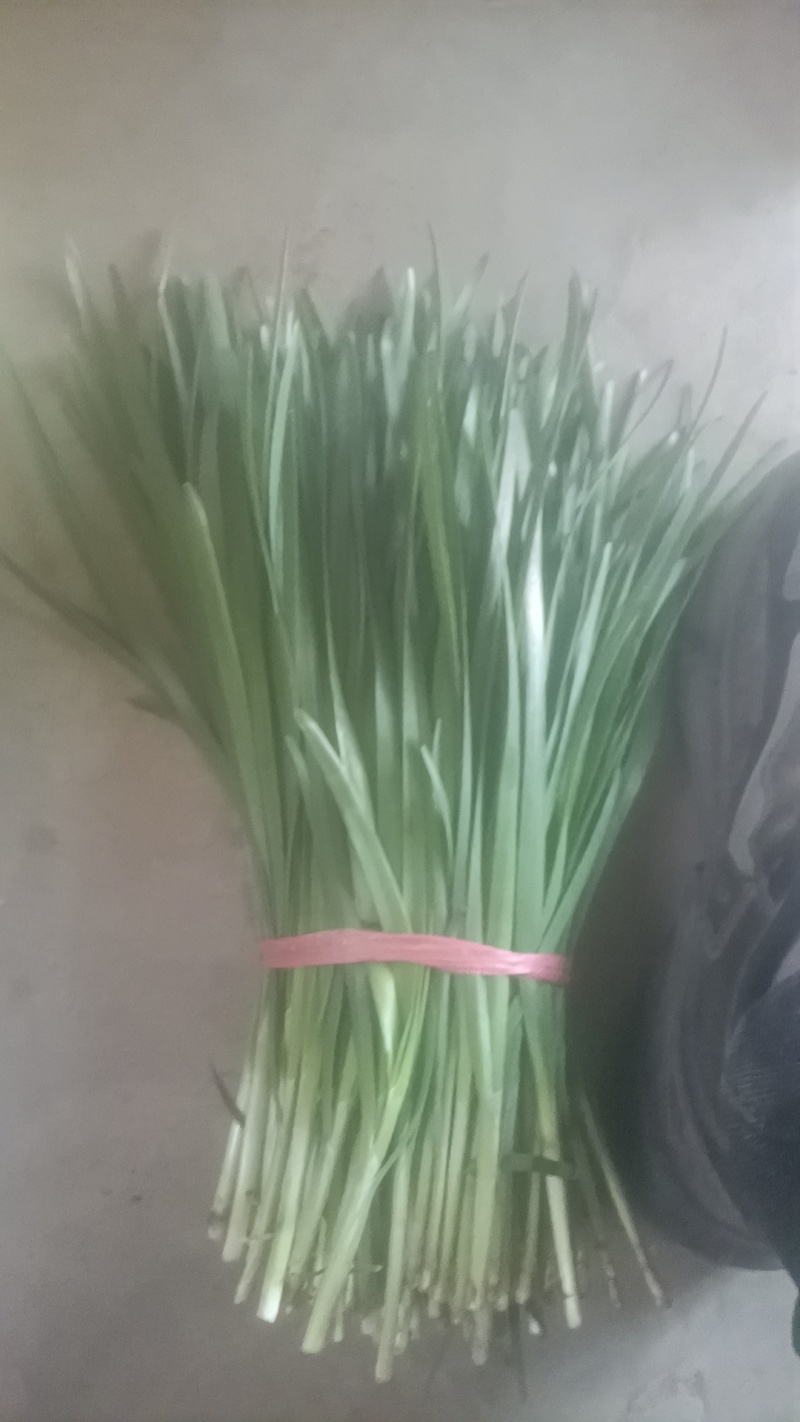 露天韭菜大量上市，欢迎各界老板选购。适合各个地区。