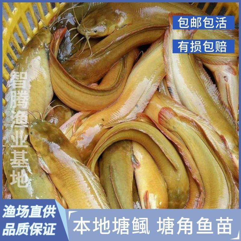 本地塘鲺三黄塘鲺胡子鲶鱼苗塘角鱼苗土塘鲺鱼苗塘虱春季淡水