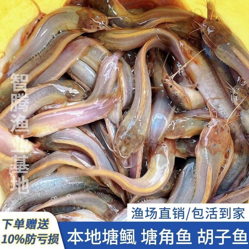 本地塘鲺三黄塘鲺胡子鲶鱼苗塘角鱼苗土塘鲺鱼苗塘虱春季淡水