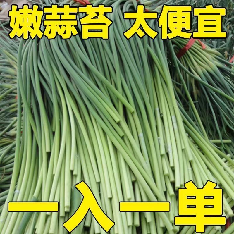 新鲜蒜苔大量上市中品质好价格优可视频看货欢迎咨询