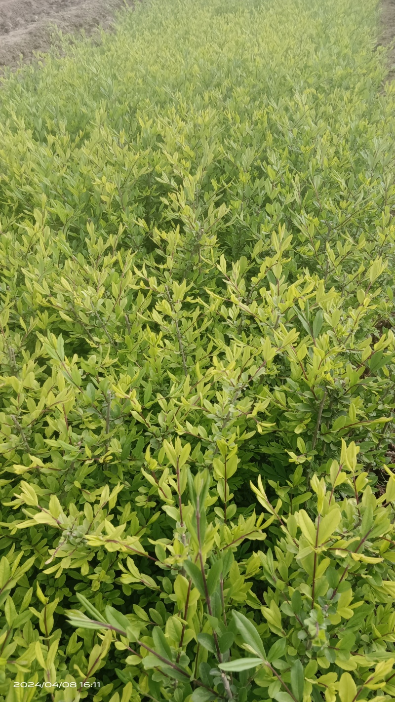 金叶水腊高55厘米的冠幅30厘米杯子12/13厘米