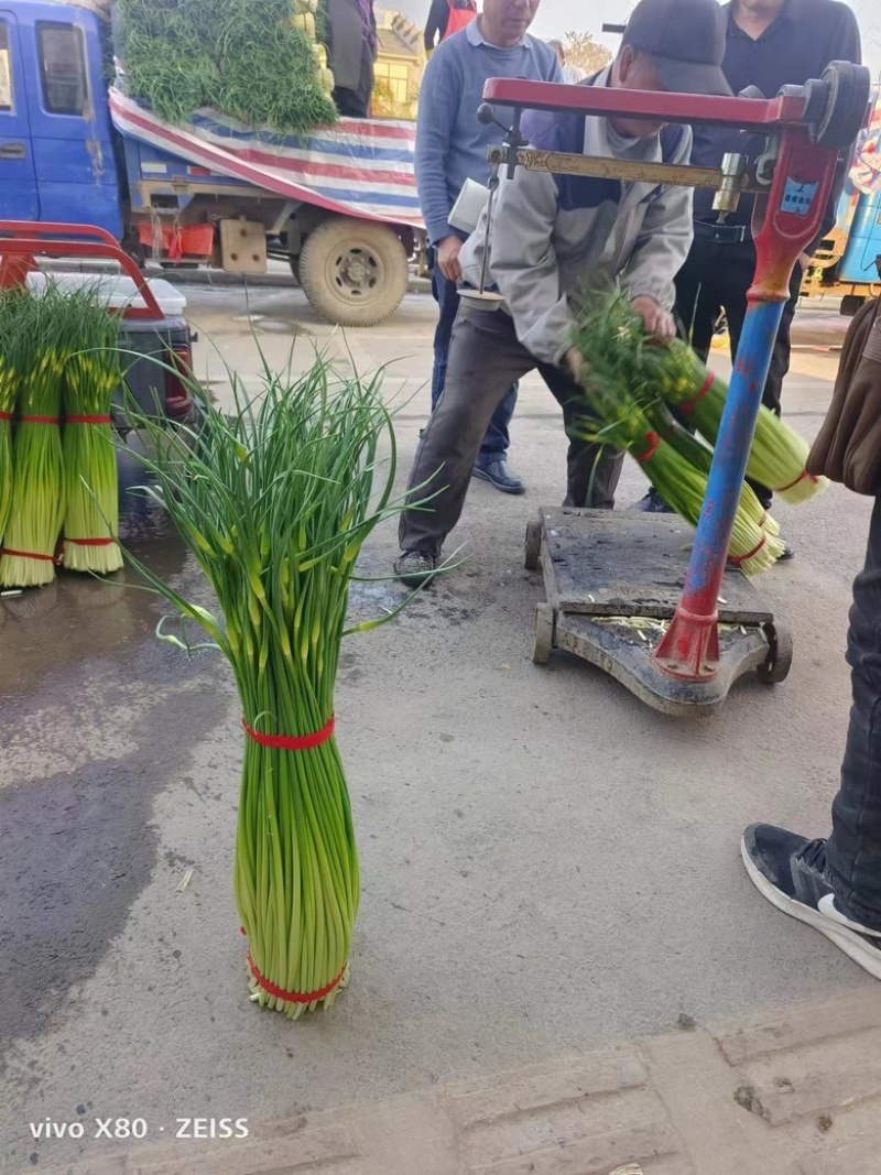 【蒜薹】江苏白帽蒜薹产地直发品质保证提供一条龙服务