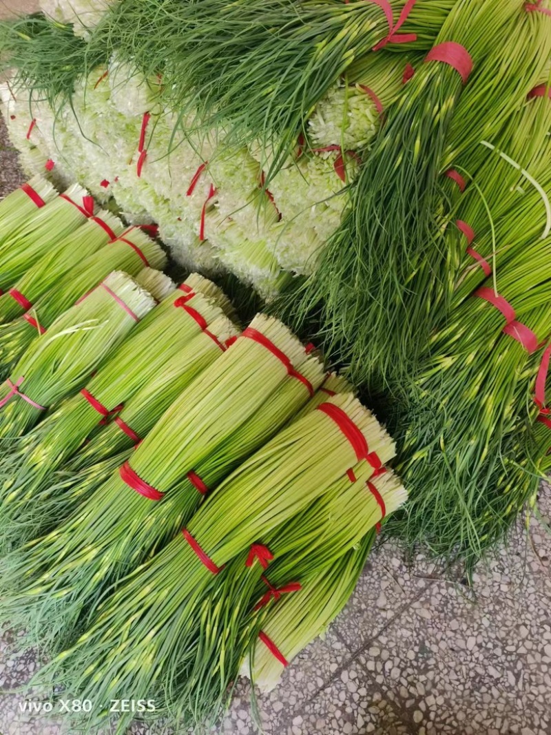 【蒜薹】江苏白帽蒜薹产地直发品质保证提供一条龙服务