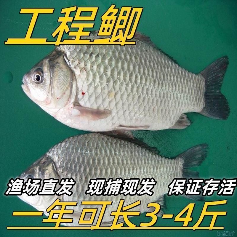 鲫鱼苗黄金工程中科鲫五号大阪鲫银鲫养殖淡水可过冬