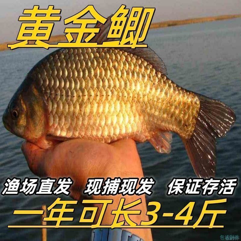 鲫鱼苗黄金工程中科鲫五号大阪鲫银鲫养殖淡水可过冬