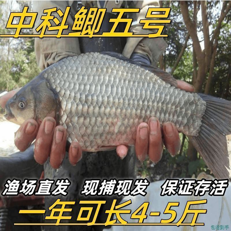 鲫鱼苗黄金工程中科鲫五号大阪鲫银鲫养殖淡水可过冬