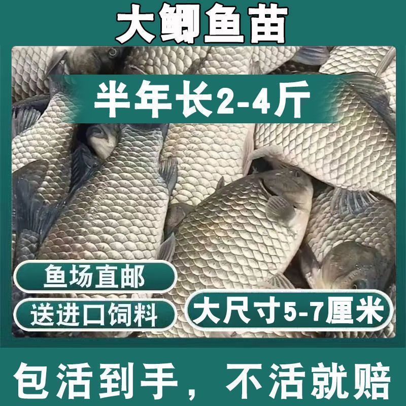 鲫鱼苗黄金工程中科鲫五号大阪鲫银鲫养殖淡水可过冬