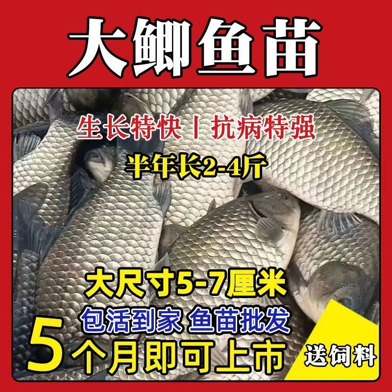 鲫鱼苗黄金工程中科鲫五号大阪鲫银鲫养殖淡水可过冬