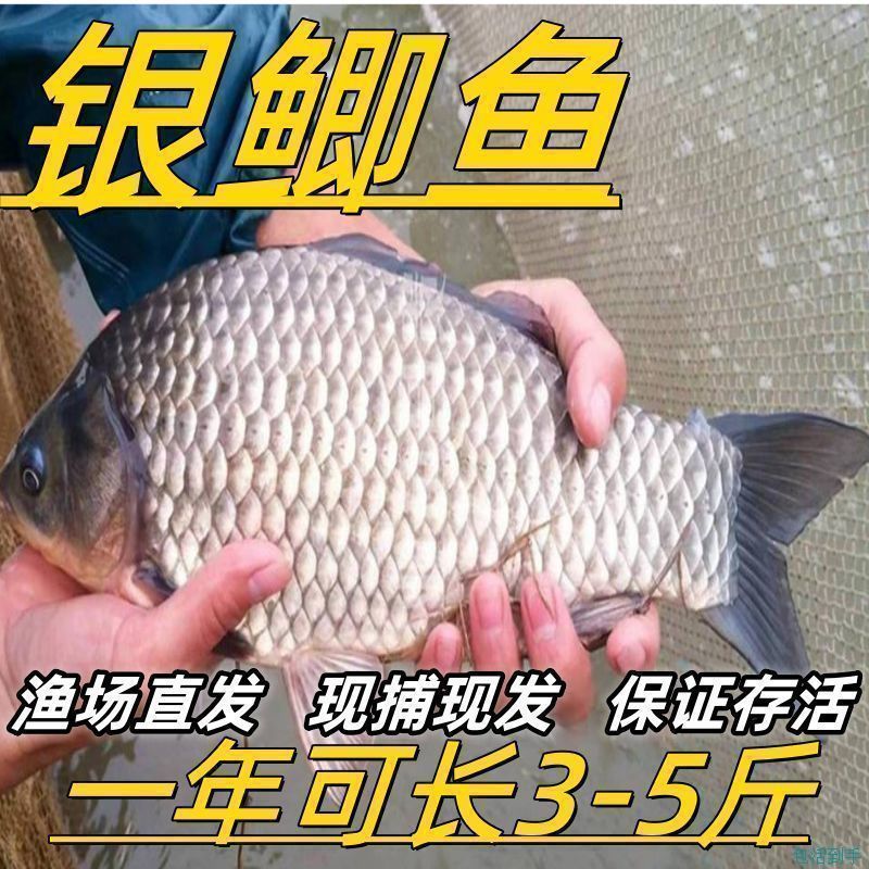 鲫鱼苗黄金工程中科鲫五号大阪鲫银鲫养殖淡水可过冬