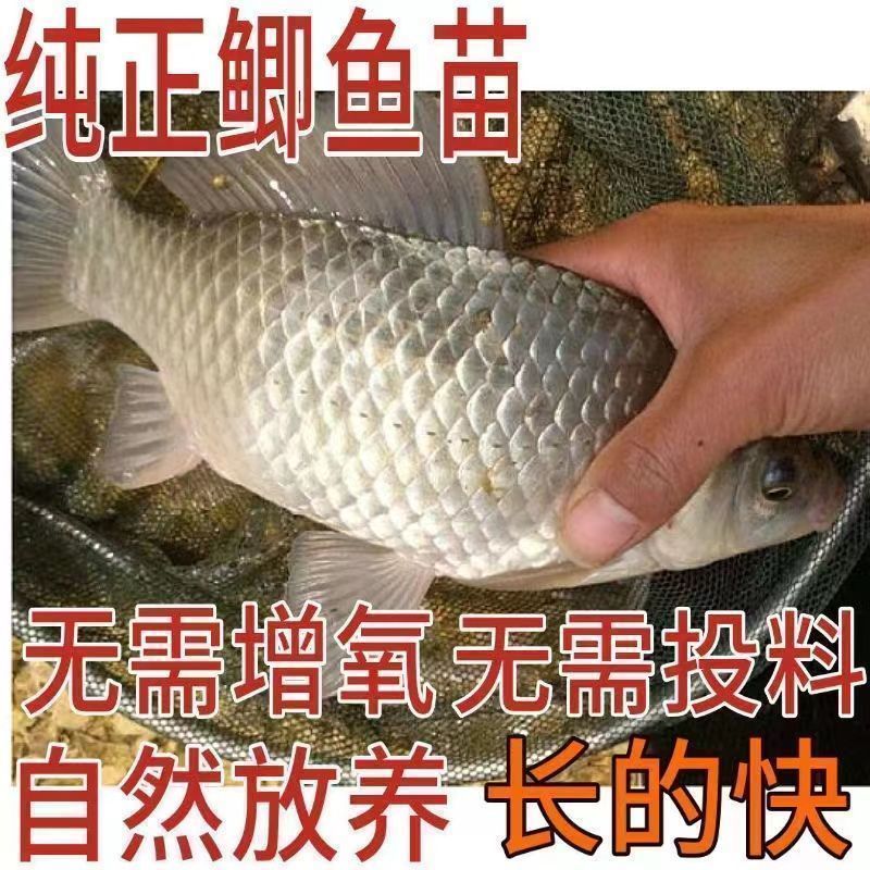 鲫鱼苗黄金工程中科鲫五号大阪鲫银鲫养殖淡水可过冬