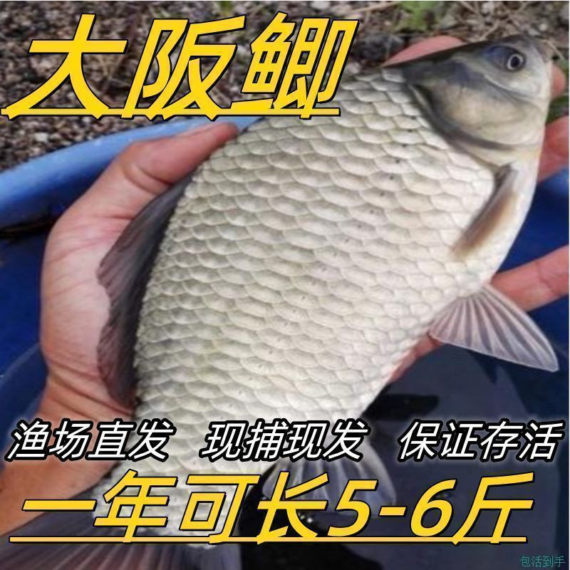 鲫鱼苗黄金工程中科鲫五号大阪鲫银鲫养殖淡水可过冬