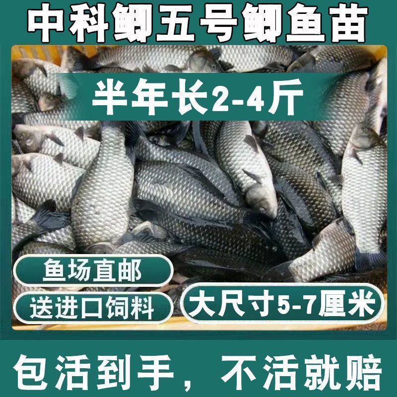 鲫鱼苗黄金工程中科鲫五号大阪鲫银鲫养殖淡水可过冬