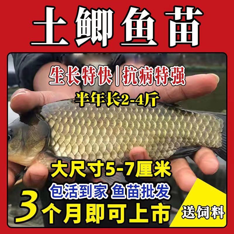 鲫鱼苗黄金工程中科鲫五号大阪鲫银鲫养殖淡水可过冬