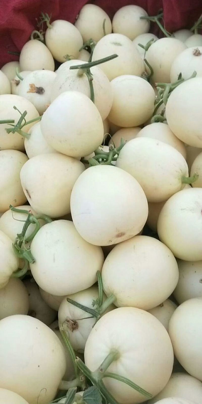 精品白莎蜜安徽小白瓜白玉甜瓜商超社团供货代收代发
