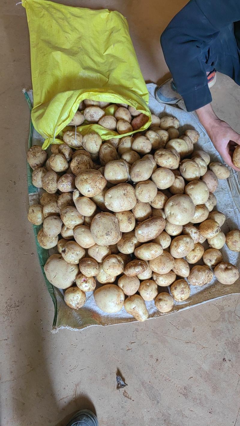 云薯304薯片优质原材料