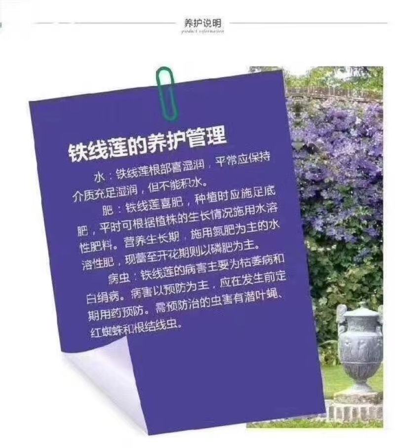 铁线莲宽版皇帝二类早花组适合阳台庭院爬墙花卉绿植