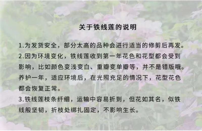 铁线莲宽版皇帝二类早花组适合阳台庭院爬墙花卉绿植