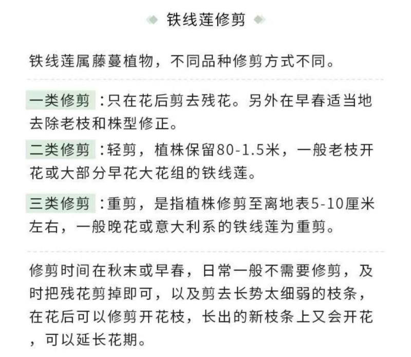 铁线莲宽版皇帝二类早花组适合阳台庭院爬墙花卉绿植