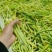 高山应季手剥小竹笋大量上市带壳毛货均可