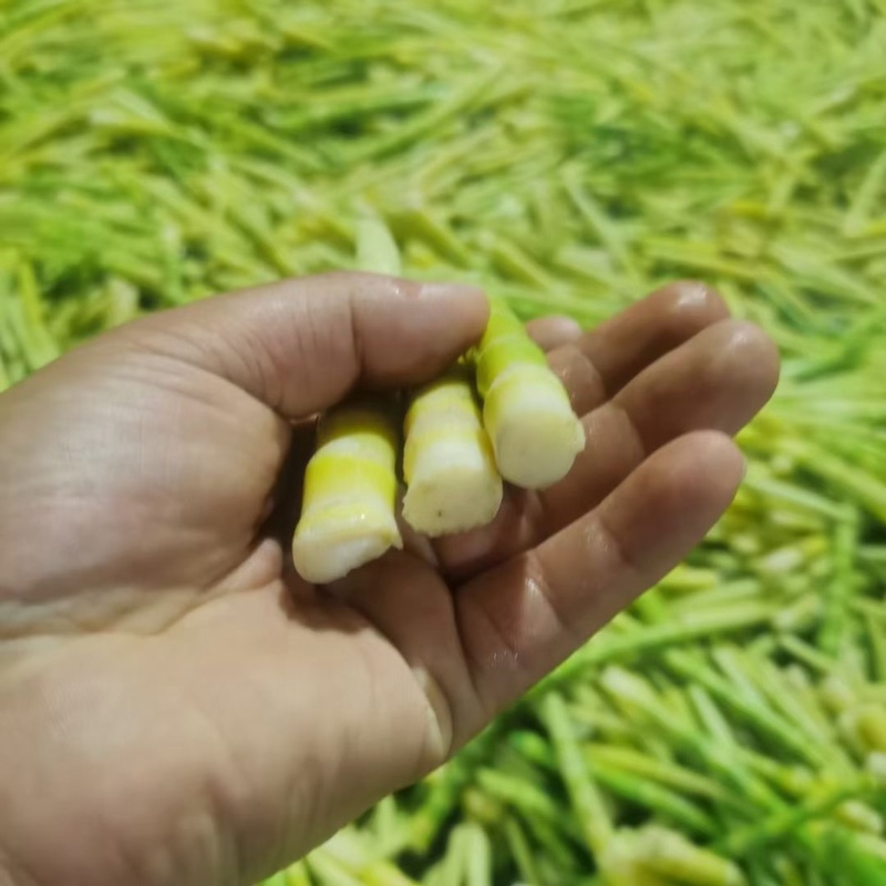 高山应季手剥小竹笋大量上市带壳毛货均可