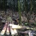 高山应季手剥小竹笋大量上市带壳毛货均可