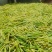 高山应季手剥小竹笋大量上市带壳毛货均可