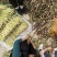 高山应季手剥小竹笋大量上市带壳毛货均可