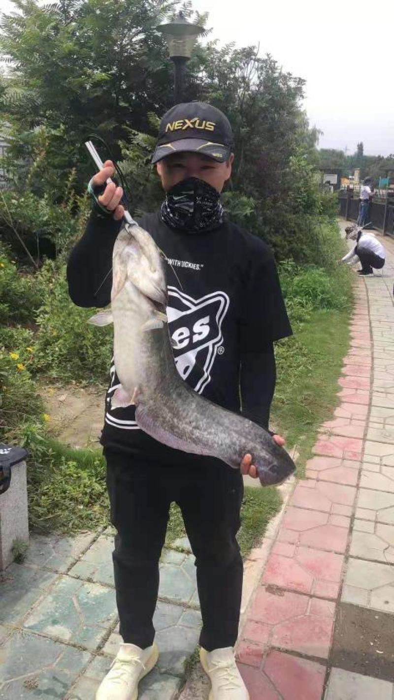 大口鲶鱼，保质保量！！！！！！！！！！！！！！！！