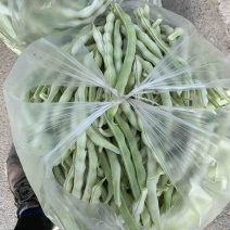 精品芸豆大量上市