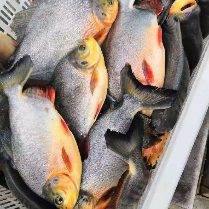 淡水白鲳，保质保量！！！！！！！！！！！！