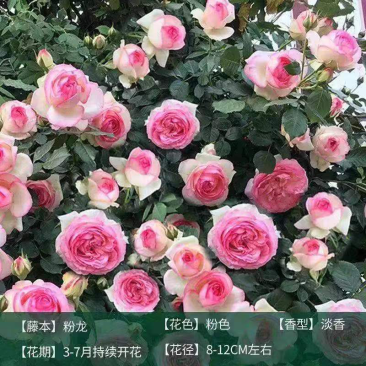 大花月季爬藤月季