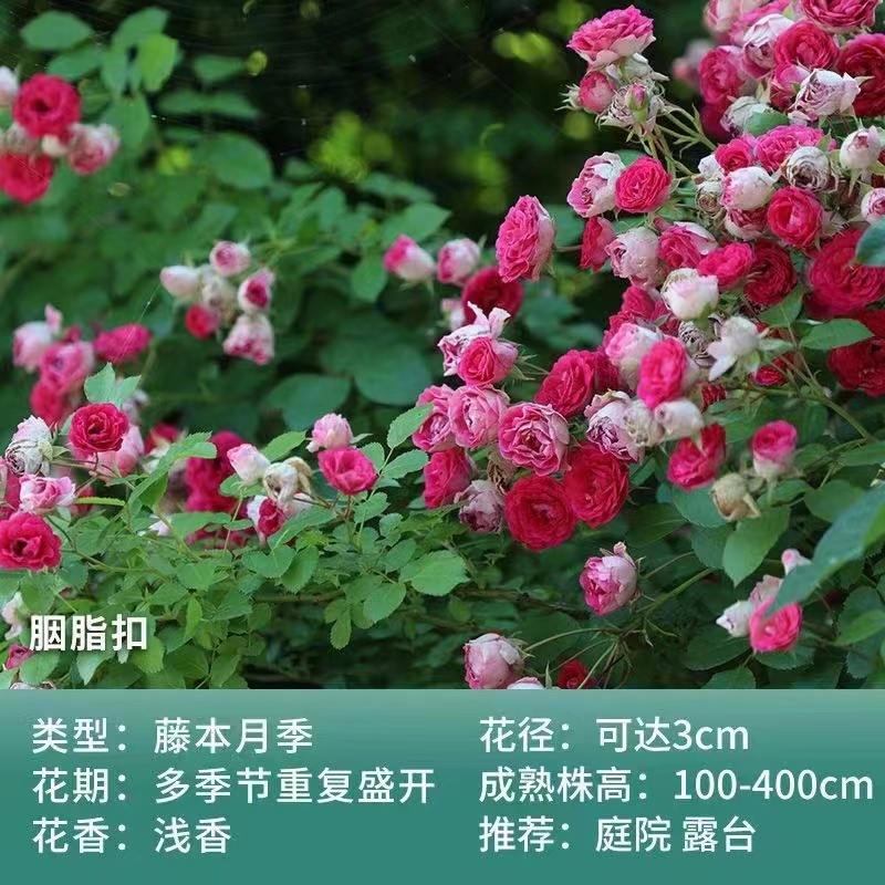大花月季爬藤月季