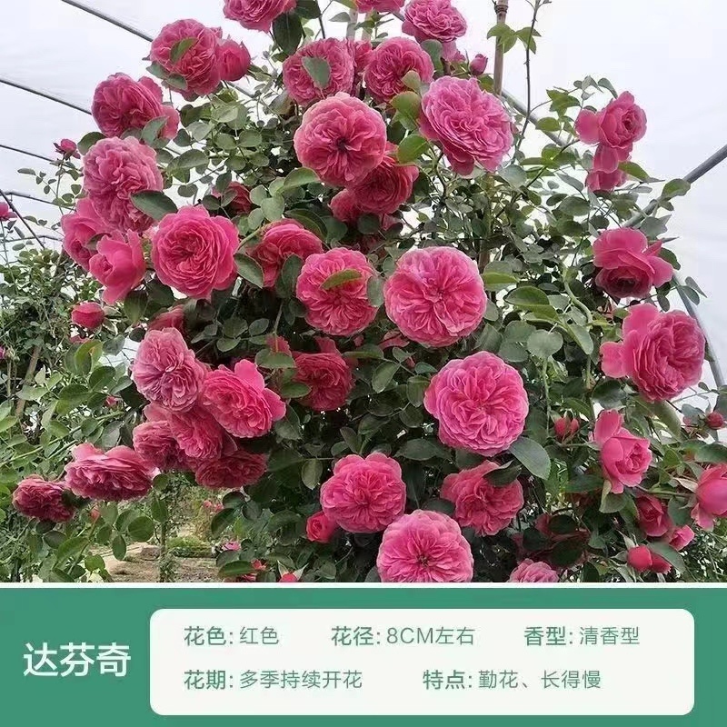 大花月季爬藤月季