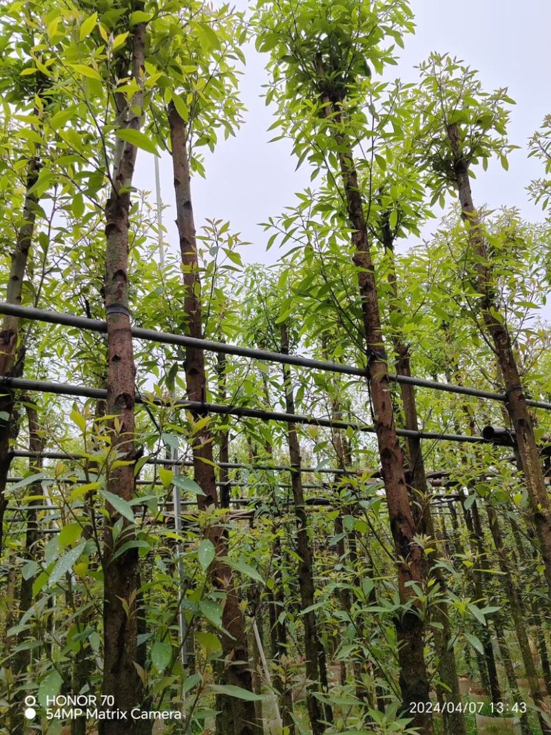 金丝楠木5-10公分基地直销规格齐全欢迎来电咨询合作
