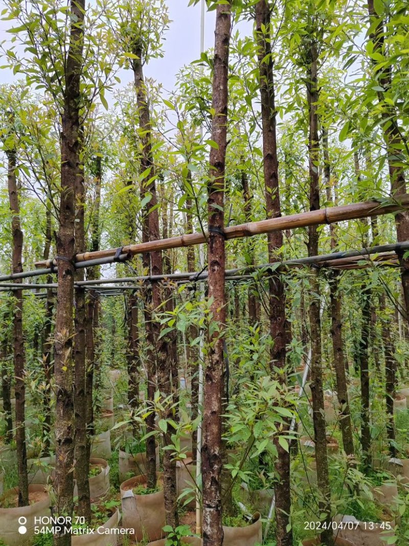 金丝楠木5-10公分基地直销规格齐全欢迎来电咨询合作