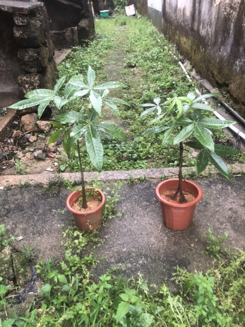 发财树基地直销规格齐全欢迎来电咨询合作