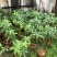 发财树基地直销规格齐全欢迎来电咨询合作